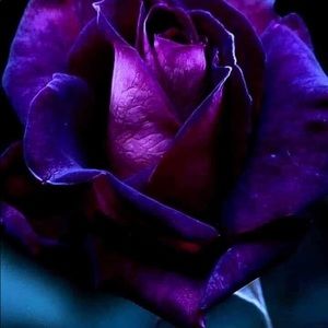 Meet your Posher, Wanda